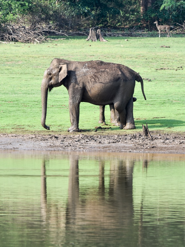 Kakanakote Safari