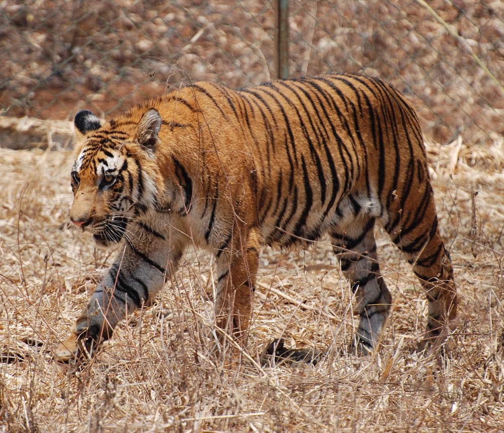 Nagarhole Safari